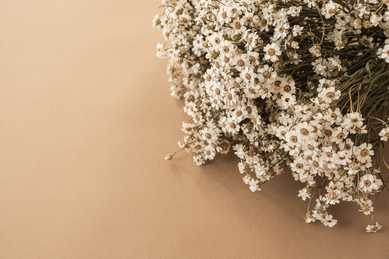 Bouquet of Dried White Chamomile Flowers 